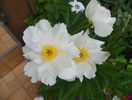 Krinkled White