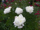 Boule de Neige
