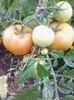 rosii galbene-solar-7 iunie