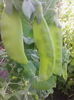 mazare mangetout