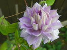 Belle of Woking