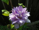 Belle of Woking