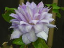 Belle of Woking