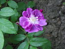 Purple Skyliner