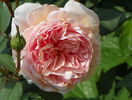 A shropshire Lad