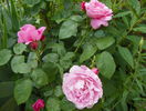 Mary Rose