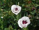 papaver or. Snow Goose