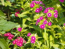 dianthus barbatus