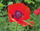papaver orientale