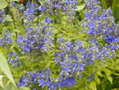 veronica prostrata
