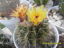 SAM_9962