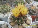 SAM_9963