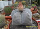 SAM_9965