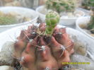 SAM_9985