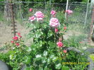 SAM_9913