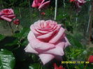 SAM_9914
