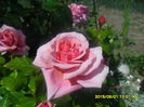 SAM_9917