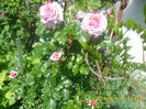 SAM_9918