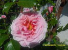 SAM_9919