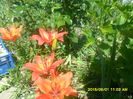 SAM_9922