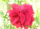 SAM_9924