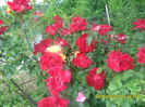 SAM_9948