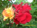 SAM_9949