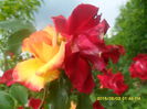 SAM_9951