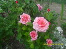 SAM_9954