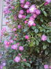 DSC08625