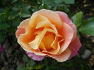 DSCN4711