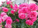 Rosarium Uetersen