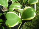 hoya kerri variegata marginata a sosit