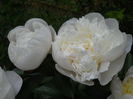 DSCN7448