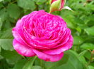 DSCN7440