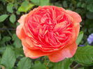 DSCN7499
