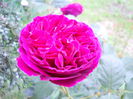 DSCN7512