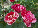 DSCN4909