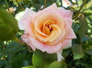 DSCN4914