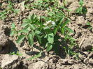 Capsun-zmeur japonez - Rubus illecebrosus