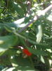 Goji "Goliath" , 8.06.2015