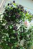 clematis Romantika,Abraham DArby