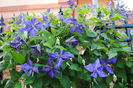 clematis Tie Dye