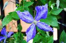 clematis Tie Dye
