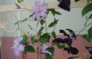 Hanajima,Comtesse deBouchard, Romantika