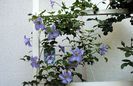 clematis Blue Angel