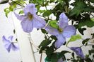 clematis Blue Angel