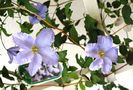 clematis Blue Angel