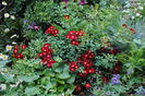 Bienenweide Rot