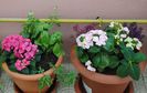 hortensii,cimbru, busuioc,globularia